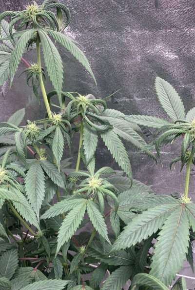 new-leaf-growth-issue-help-appreciated-3.jpeg