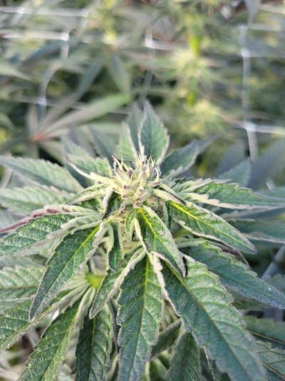 need-help-on-how-to-prolong-flowering-stage-during-cold-temps-3.jpg