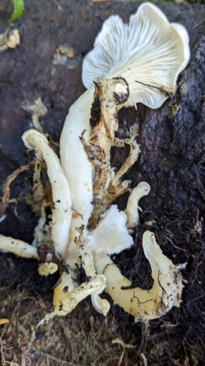 Mushroom thread