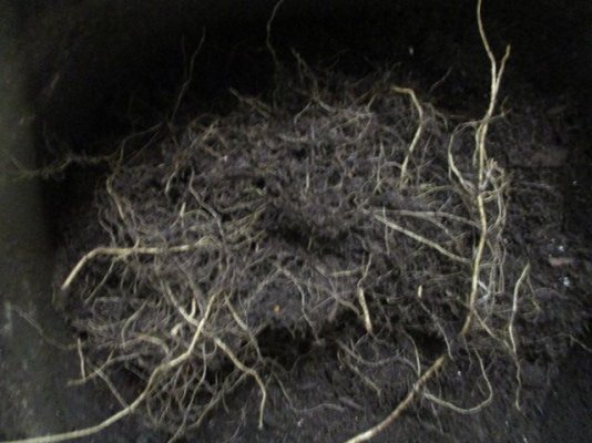 How much perlite is too much perlite?