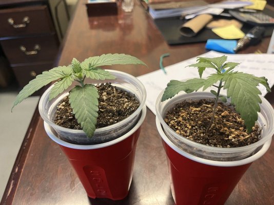 Help with a seedling issue….