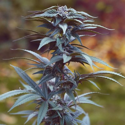 Purple Zacatecas IBL + Hybrids Release Date