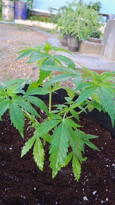 Aquaponics Outdoor Grow. Seed to Harvest.. hopefully?!?  🇹🇹
