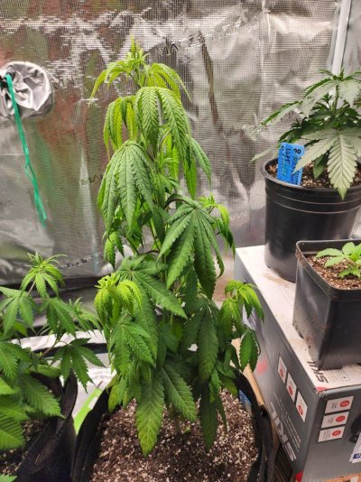 SativaBob's grow room garden diary