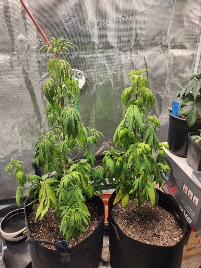 SativaBob's grow room garden diary