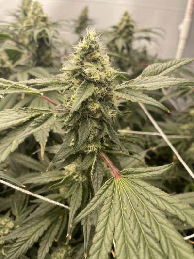 Stretched girls under led’s