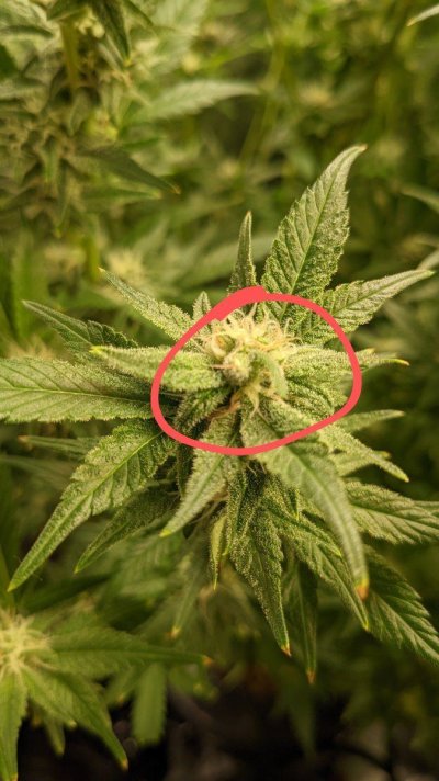 Crop K. Seeds Black Domina 4x4 DWC