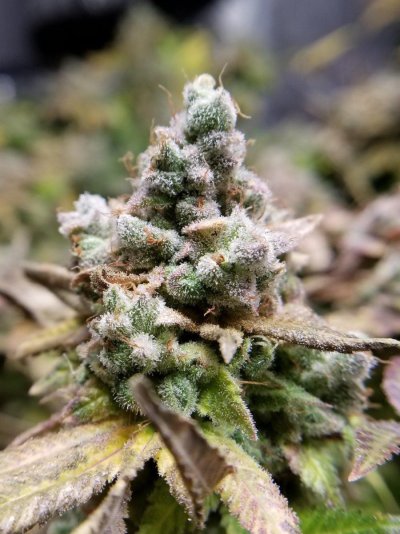Let's See Your Frostiest Flowers