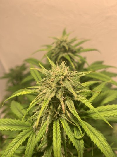 I want to use my goat fertilizer to grow huge buds
