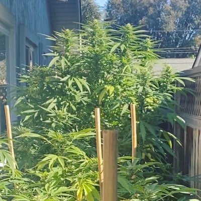 Giveaway!  Free packs of seeds from WeTokeChronic