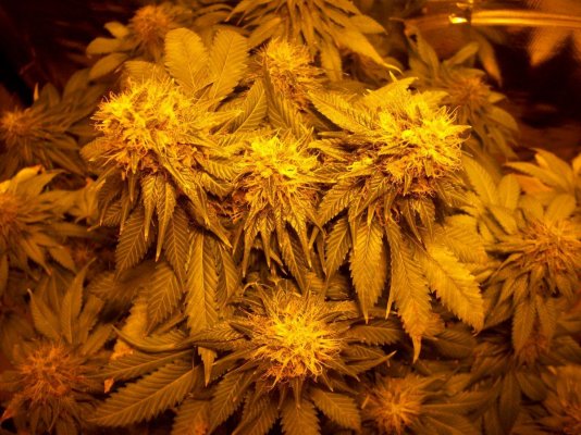 Greenhouse Bubba Kush - Organic