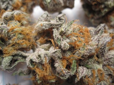 wmk-white-urkle-white-dawg-nugg-shots-9.jpg