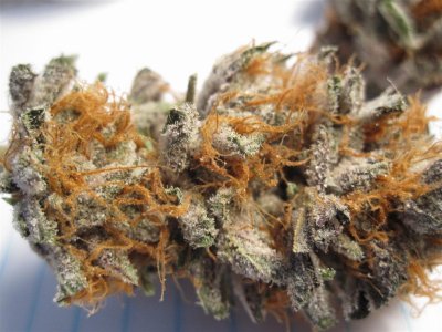 wmk-white-urkle-white-dawg-nugg-shots-10.jpg
