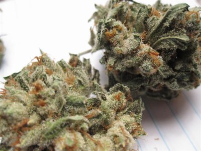 wmk-white-urkle-white-dawg-nugg-shots-19.jpg