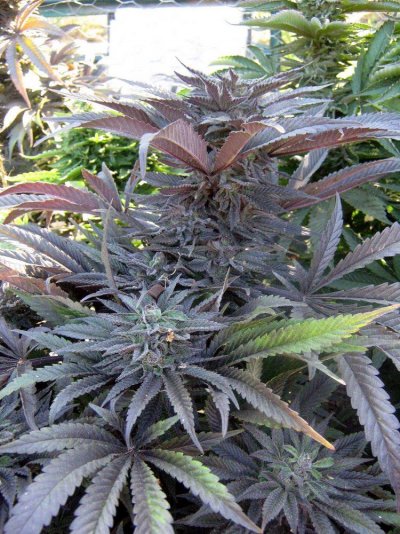 purpkush_at_6weeks2.jpg