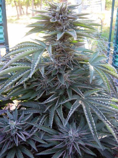bubbakush_at_6weeks.jpg