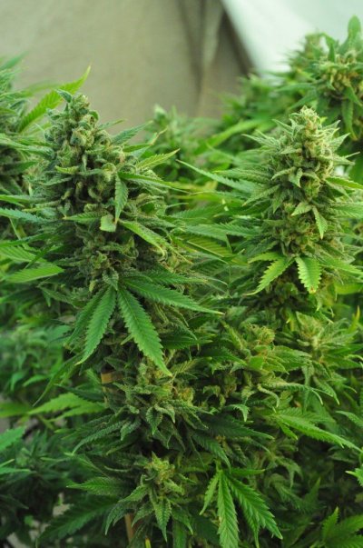 mr-nice-x-aota-67-days-harvest-time-6.jpg