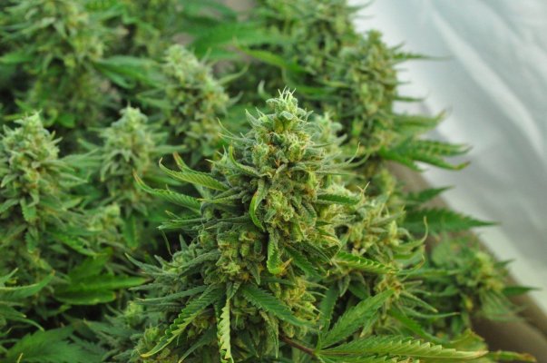 mr-nice-x-aota-67-days-harvest-time-9.jpg
