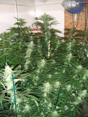 white-urkle-overview.jpg