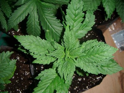 gorilla-grapw-x-grape-ape.jpg