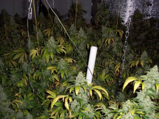 perpetual buds