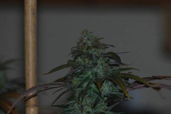 sour star 1.jpg
