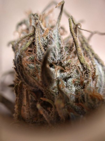 trichomes-powdery-mildew-or-both-2.jpg