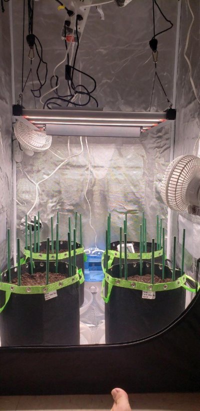 ppfd-question-during-seedling-stage.jpg