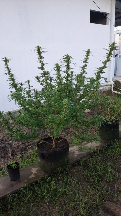 Aquaponics Outdoor Grow. Seed to Harvest.. hopefully?!?  🇹🇹