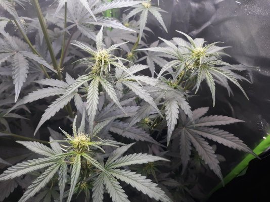 Gelato auto is trying to burst out of her tent! Need advice! Help!!