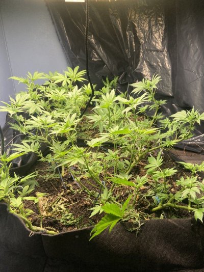 Mycelium mulch - no till- self made feeds in garden bed