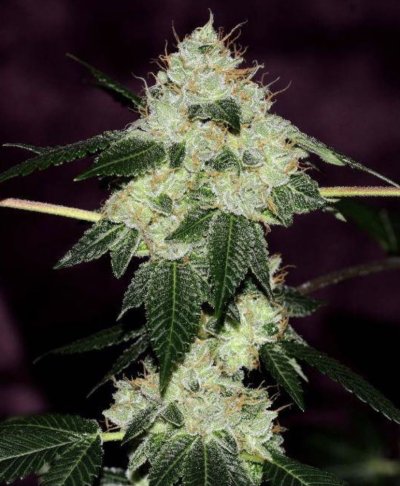 Let's See Your Frostiest Flowers