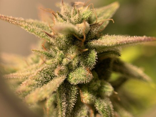 I want to use my goat fertilizer to grow huge buds