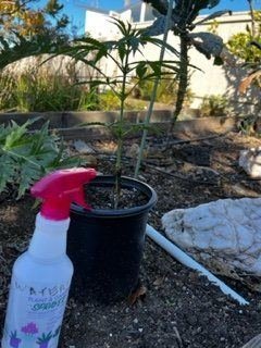 put-plants-outside-as-a-last-resort-now-what.jpg