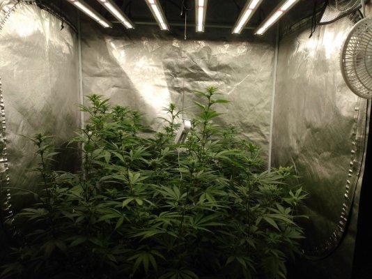 Toms bag seed veg and flower tents