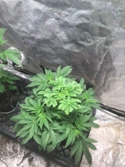 Can anyone tell me why this one plant looks different than the others? They are all the same strain of white rhino. Is it possibly a male or Hermie?