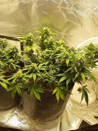 First indoor grow white widow auto