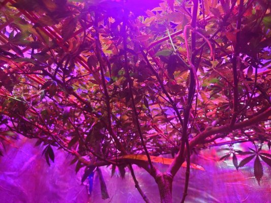 Scrog White Widow and Jack Herer FAST