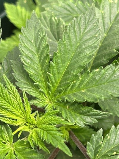 [HELP] What is this pest?!