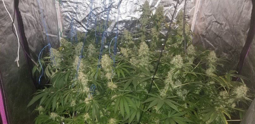 grow-no-lights.jpg