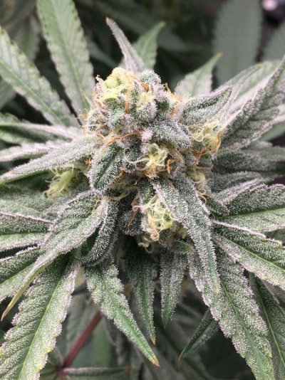 Raven's Nest - White Raven Seeds