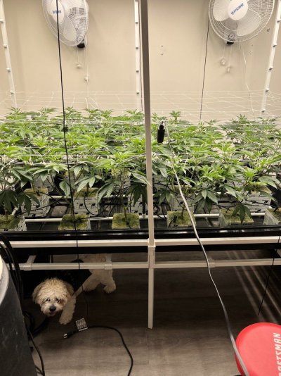 finally-got-a-grow-in-my-room-officially-out-of-the-tent-3.jpeg