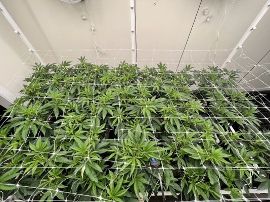 finally-got-a-grow-in-my-room-officially-out-of-the-tent-4.jpeg
