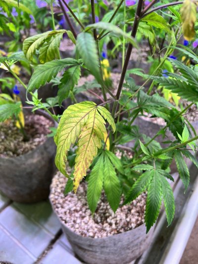 Can someone help me diagnose this problem???