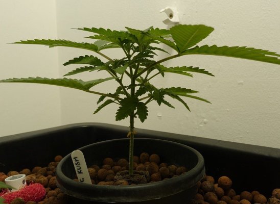 Chemistry's grow your own quality stash.