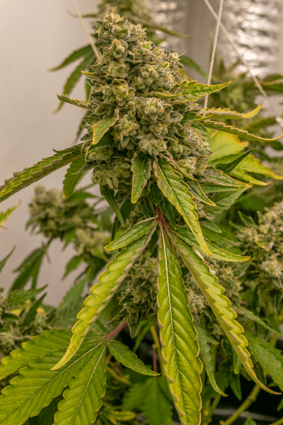 Wedding Cake | Rockwool grow journal