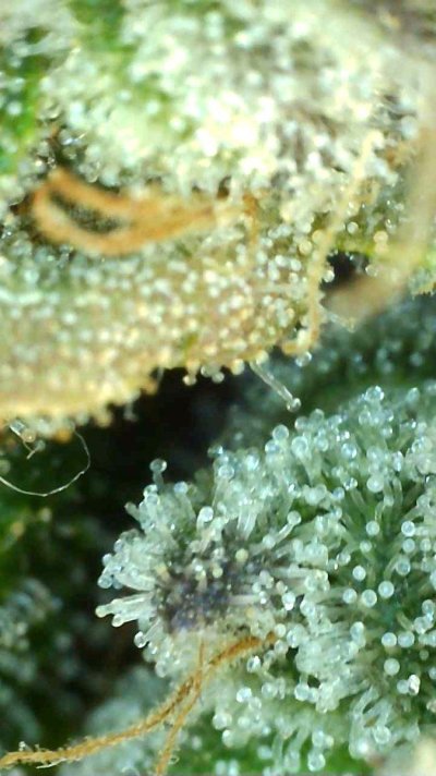Let's See Your Frostiest Flowers