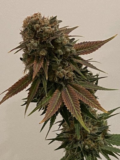 a-few-harvest-day-pictures-3.jpeg