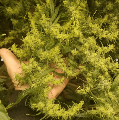 Destroyer near end of week 11