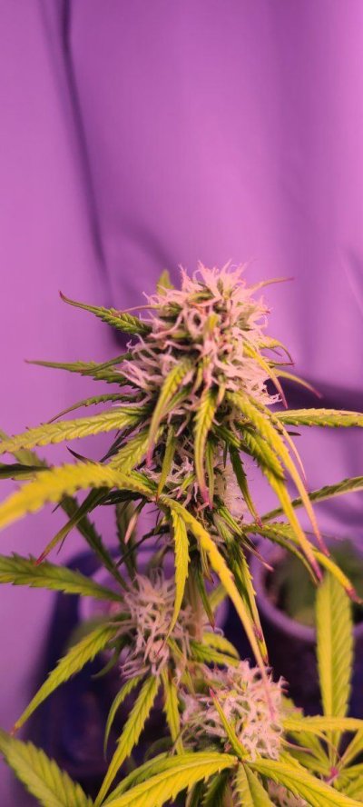 Low ryder auto. Week 9. Is she getting close to harvest time?